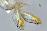07　　レモン月虹LМサイズ 4匹