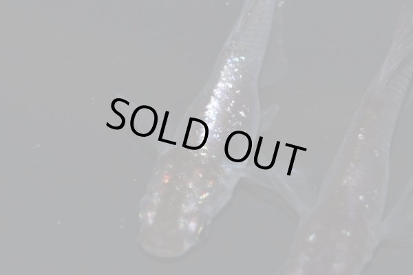 画像4: H-3890  魔王・改（ラメ・ヒカリ体型）Lサイズ・1ペア (4)