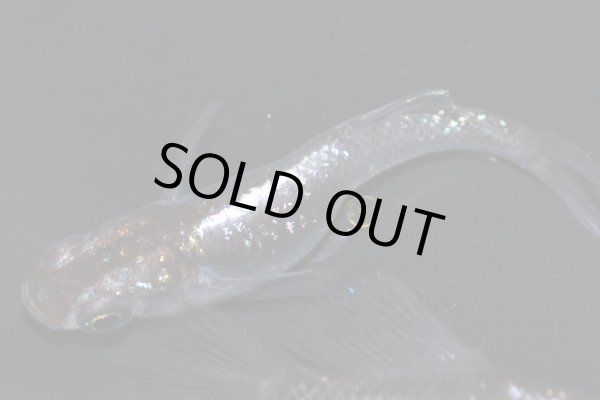 画像2: H-3890  魔王・改（ラメ・ヒカリ体型）Lサイズ・1ペア (2)