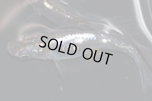 画像5: H-3890  魔王・改（ラメ・ヒカリ体型）Lサイズ・1ペア (5)