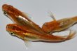 画像3: H-581  紅小灰蝶（ヒカリ体型）Lサイズ　３匹 (3)