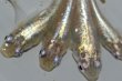 画像3: H-1081  ゴールド系統☆螺鈿光（同腹個体・普通体型）Lサイズ　５匹 (3)