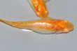 画像5: H-4173　サマーセール！　オレンジ　アルビノ （ヒカリ体型） 　LMサイズ  １ペア (5)