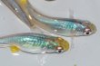画像6: 春80　　　ブラックオパールシャドー（普通体型） 　Lサイズ  4匹 (6)