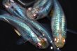 画像3: 春80　　　ブラックオパールシャドー（普通体型） 　Lサイズ  4匹 (3)