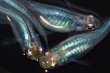 画像1: 春80　　　ブラックオパールシャドー（普通体型） 　Lサイズ  4匹 (1)