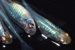 画像7: 春80　　　ブラックオパールシャドー（普通体型） 　Lサイズ  4匹 (7)