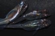 画像10: 春98　　宝鱗無双 （ヒカリ体型）　LМサイズ  3匹 (10)