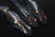 画像5: 春98　　宝鱗無双 （ヒカリ体型）　LМサイズ  3匹 (5)