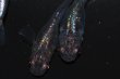 画像2: 春98　　宝鱗無双 （ヒカリ体型）　LМサイズ  3匹 (2)