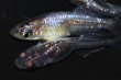 画像3: 春98　　宝鱗無双 （ヒカリ体型）　LМサイズ  3匹 (3)