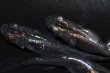 画像9: 春98　　宝鱗無双 （ヒカリ体型）　LМサイズ  3匹 (9)