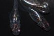 画像4: 春98　　宝鱗無双 （ヒカリ体型）　LМサイズ  3匹 (4)