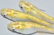 画像8: 春104　　　レモンエメラルダ（普通体型）  　LМサイズ  3匹 (8)