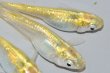 画像10: 春104　　　レモンエメラルダ（普通体型）  　LМサイズ  3匹 (10)