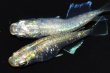 画像2: 春118　　体内光強個体！　エメラルダ（普通体型）  　Ｌサイズ  1ペア (2)