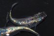 画像2: 春112　特上個体！スーパー魔王・改スペシャル（普通体型）Ｌサイズ  1ペア (2)