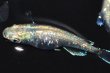 画像4: 春118　　体内光強個体！　エメラルダ（普通体型）  　Ｌサイズ  1ペア (4)