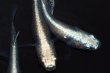 画像6: 春120　　ブルードレス（普通体型）Lサイズ  5匹 (6)