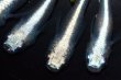 画像9: 春120　　ブルードレス（普通体型）Lサイズ  5匹 (9)