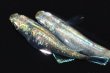 画像5: 春118　　体内光強個体！　エメラルダ（普通体型）  　Ｌサイズ  1ペア (5)
