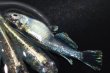 画像4: 春119　　有望個体！　ストームマジック（普通体型）  　Lサイズ  4匹 (4)