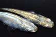 画像1: 春118　　体内光強個体！　エメラルダ（普通体型）  　Ｌサイズ  1ペア (1)