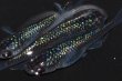 画像3: 春126　背びれ無し！　　スーパー魔王・改スペシャル（普通体型） 　LМサイズ  3匹 (3)