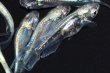 画像5: 春134　　ストームマジック（普通体型）  　МSサイズ  10匹 (5)