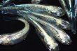 画像3: 春134　　ストームマジック（普通体型）  　МSサイズ  10匹 (3)