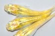 画像3: 春135　　レモンエメラルダ（普通体型）  　LМサイズ  3匹 (3)