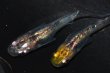 画像1: 春130　　虹彩変化個体！　　非透明鱗！スーパー魔王・改 　МSサイズ  3匹 (1)