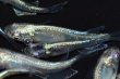 画像2: 春134　　ストームマジック（普通体型）  　МSサイズ  10匹 (2)