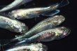 画像4: 春134　　ストームマジック（普通体型）  　МSサイズ  10匹 (4)