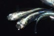 画像6: 春134　　ストームマジック（普通体型）  　МSサイズ  10匹 (6)