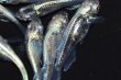 画像1: 春134　　ストームマジック（普通体型）  　МSサイズ  10匹 (1)