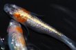 画像7: 春136　　有望個体！　 安芸三色・Japan（普通体型） 　Ｌサイズ  4匹 (7)