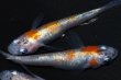 画像2: 春136　　有望個体！　 安芸三色・Japan（普通体型） 　Ｌサイズ  4匹 (2)