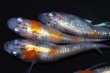 画像5: 春136　　有望個体！　 安芸三色・Japan（普通体型） 　Ｌサイズ  4匹 (5)