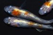 画像3: 春136　　有望個体！　 安芸三色・Japan（普通体型） 　Ｌサイズ  4匹 (3)