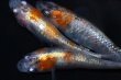 画像6: 春136　　有望個体！　 安芸三色・Japan（普通体型） 　Ｌサイズ  4匹 (6)