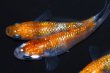 画像5: 春138　　　安芸三色ハレギ （普通体型） 　Ｌサイズ  3匹 (5)