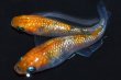 画像7: 春138　　　安芸三色ハレギ （普通体型） 　Ｌサイズ  3匹 (7)