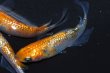 画像9: 春138　　　安芸三色ハレギ （普通体型） 　Ｌサイズ  3匹 (9)