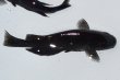 画像8: 春137　有望個体！　　スーパーブラック（普通体型）  　Lサイズ  3匹 (8)