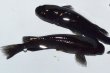 画像5: 春137　有望個体！　　スーパーブラック（普通体型）  　Lサイズ  3匹 (5)