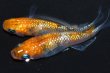 画像3: 春138　　　安芸三色ハレギ （普通体型） 　Ｌサイズ  3匹 (3)