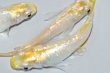 画像1: 春139　 　レアー個体！シルバースター月虹　　 Ｌサイズ  3匹 (1)