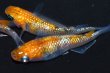 画像4: 春138　　　安芸三色ハレギ （普通体型） 　Ｌサイズ  3匹 (4)
