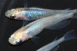 画像3: 春194　　　ピンクサファイアシャドー（普通体型）  　Lサイズ  3匹 (3)